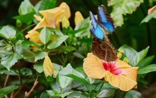 Schmetterlinge Foto: Palmengarten