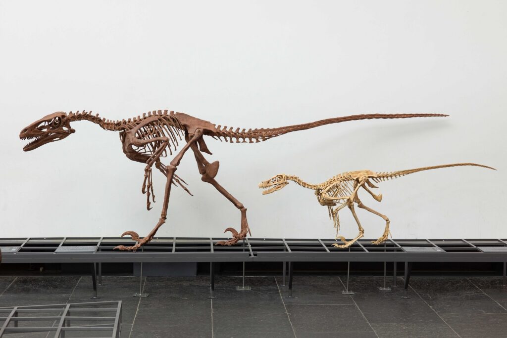 Deinonychus und Velociraptor Foto: Senckenberg, Sven Tränker