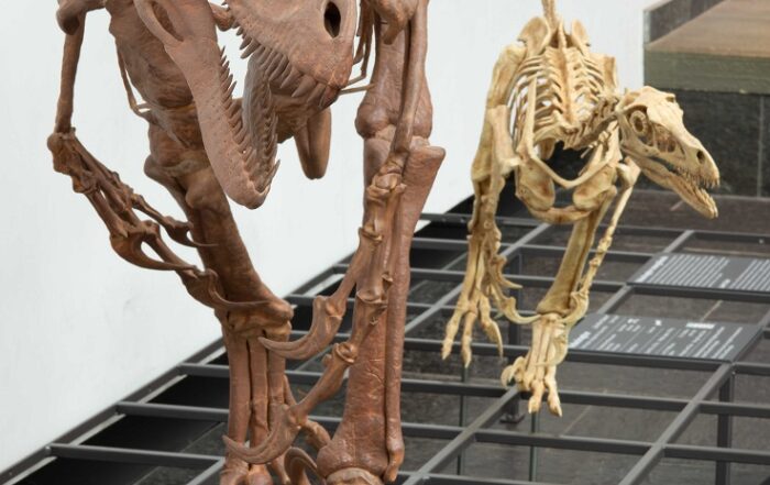 Deinonychus und Velociraptor Foto: Senckenberg, Sven Tränker