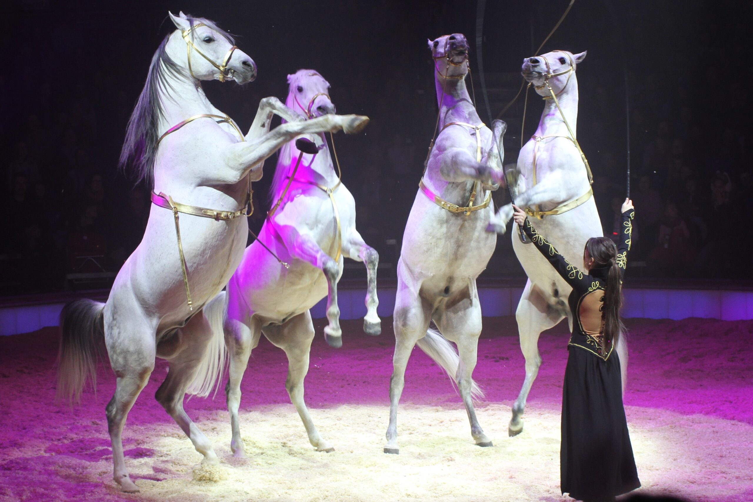 "Great Christmas Circus Frankfurt"